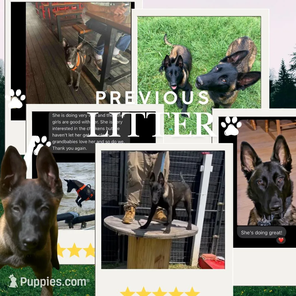 Litter Coming Soon 🐾