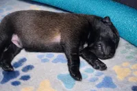 AKC BOY 1 💙🐾, a male Belgian Malinois for sale in Keller, TX – Photo 2 of 9