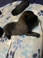 Meet Ruffo - Male AKC Belgian Malinois 💙🐾, a male Belgian Malinois for sale in Keller, TX – Photo 4 of 10