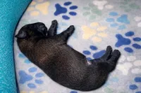 AKC BOY 1 💙🐾, a male Belgian Malinois for sale in Keller, TX – Photo 3 of 9