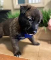 Meet Ruffo - Male AKC Belgian Malinois 💙🐾, a male Belgian Malinois for sale in Keller, TX – Photo 3 of 10