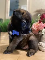 Meet Ruffo - Male AKC Belgian Malinois 💙🐾, a male Belgian Malinois for sale in Keller, TX – Photo 1 of 10