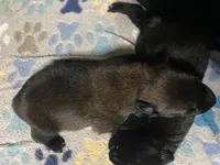 Meet Ruffo - Male AKC Belgian Malinois 💙🐾, a male Belgian Malinois for sale in Keller, TX – Photo 5 of 10