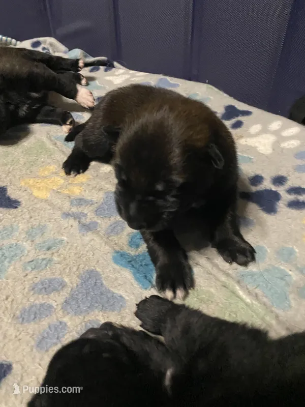 Meet Ruffo - Male AKC Belgian Malinois 💙🐾 – Belgian Malinois puppy for sale in Keller, TX