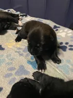 Meet Ruffo - Male AKC Belgian Malinois 💙🐾, a male Belgian Malinois for sale in Keller, TX – Photo 1 of 10