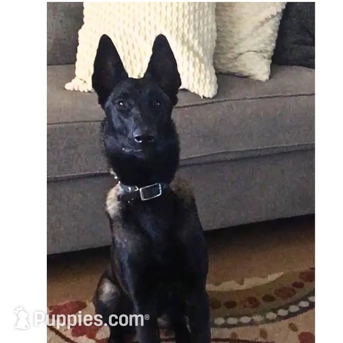Litter Coming Soon 🐾, a  Belgian Malinois for sale in Keller, TX – Photo 10 of 10