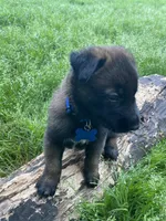 Meet Ruffo - Male AKC Belgian Malinois 💙🐾, a male Belgian Malinois for sale in Keller, TX – Photo 6 of 10