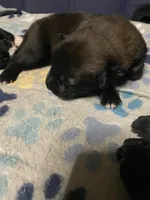 Meet Ruffo - Male AKC Belgian Malinois 💙🐾, a male Belgian Malinois for sale in Keller, TX – Photo 6 of 10