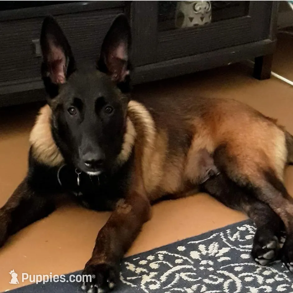 Litter Coming Soon 🐾, a  Belgian Malinois for sale in Keller, TX – Photo 9 of 10