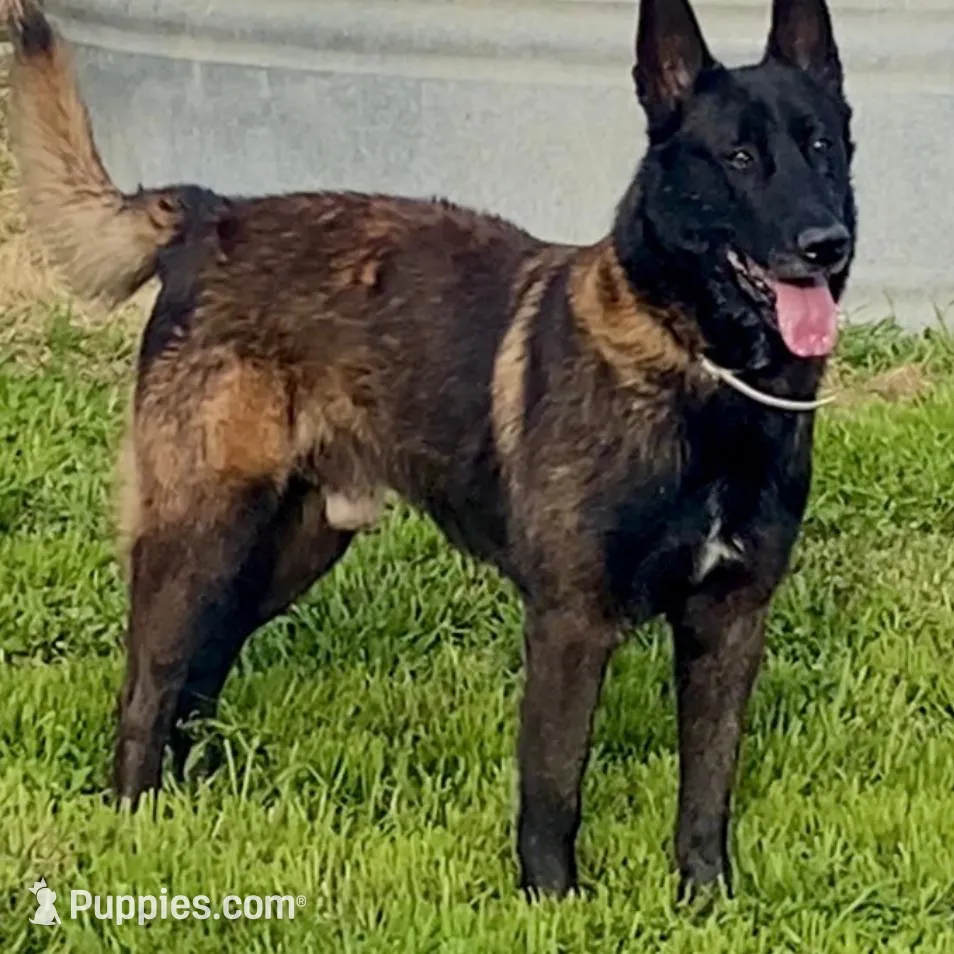 Litter Coming Soon 🐾, a  Belgian Malinois for sale in Keller, TX – Photo 5 of 10