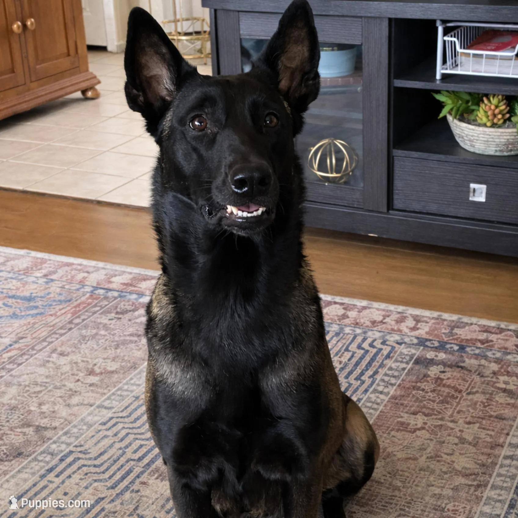 Litter Coming Soon 🐾, a  Belgian Malinois for sale in Keller, TX – Photo 3 of 10