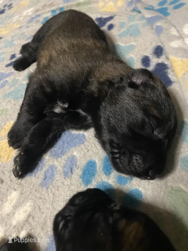 Meet Ranger - Male AKC Belgian Malinois 🧡🐾 – Belgian Malinois puppy for sale in Keller, TX