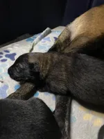 Meet Ranger - Male AKC Belgian Malinois 🧡🐾, a male Belgian Malinois for sale in Keller, TX – Photo 2 of 6