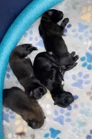 AKC BOY 2 🧡🐾, a male Belgian Malinois for sale in Keller, TX – Photo 4 of 9