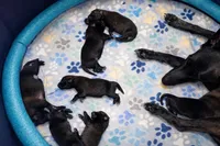 AKC BOY 2 🧡🐾, a male Belgian Malinois for sale in Keller, TX – Photo 7 of 9