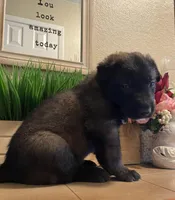 Meet Ranger - Male AKC Belgian Malinois 🧡🐾, a male Belgian Malinois for sale in Keller, TX – Photo 6 of 10