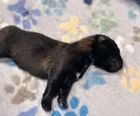 AKC BOY 2 🧡🐾, a male Belgian Malinois for sale in Keller, TX – Photo 2 of 9