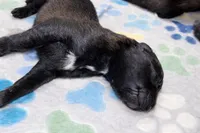 AKC BOY 2 🧡🐾, a male Belgian Malinois for sale in Keller, TX – Photo 5 of 9