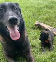 Meet Ranger - Male AKC Belgian Malinois 🧡🐾, a male Belgian Malinois for sale in Keller, TX – Photo 4 of 10