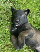 Meet Ranger - Male AKC Belgian Malinois 🧡🐾, a male Belgian Malinois for sale in Keller, TX – Photo 2 of 10