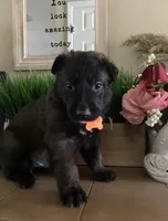 Meet Ranger - Male AKC Belgian Malinois 🧡🐾, a male Belgian Malinois for sale in Keller, TX – Photo 5 of 10