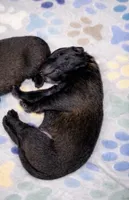 AKC BOY 2 🧡🐾, a male Belgian Malinois for sale in Keller, TX – Photo 3 of 9