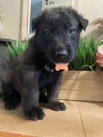 Meet Ranger - Male AKC Belgian Malinois 🧡🐾, a male Belgian Malinois for sale in Keller, TX – Photo 1 of 10