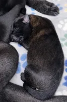 AKC BOY 2 🧡🐾, a male Belgian Malinois for sale in Keller, TX – Photo 6 of 9