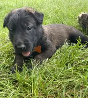 Meet Ranger - Male AKC Belgian Malinois 🧡🐾, a male Belgian Malinois for sale in Keller, TX – Photo 3 of 10