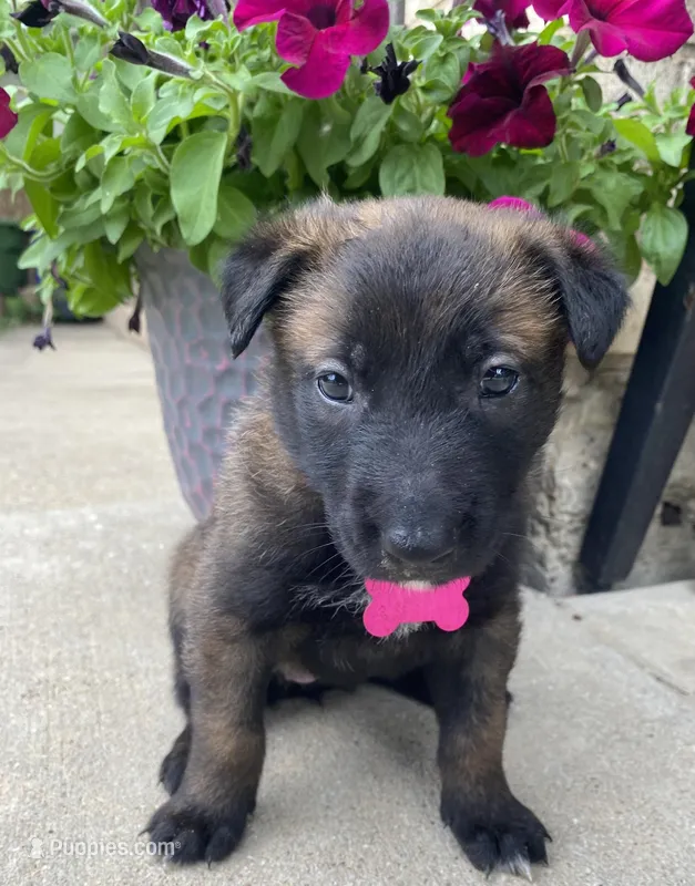 Meet Nova – Female AKC Belgian Malinois 🩷🐾 – Belgian Malinois puppy on hold in Keller, TX
