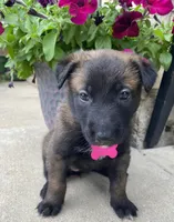 Meet Nova – Female AKC Belgian Malinois 🩷🐾, a female Belgian Malinois for sale in Keller, TX – Photo 1 of 10