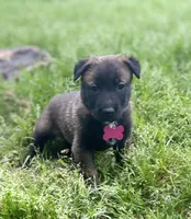 Meet Nova – Female AKC Belgian Malinois 🩷🐾, a female Belgian Malinois for sale in Keller, TX – Photo 3 of 10
