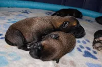 Meet Squirrel – Female Belgian Malinois 🩷, a female Belgian Malinois for sale in Keller, TX – Photo 5 of 10