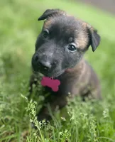 Meet Nova – Female AKC Belgian Malinois 🩷🐾, a female Belgian Malinois for sale in Keller, TX – Photo 5 of 10