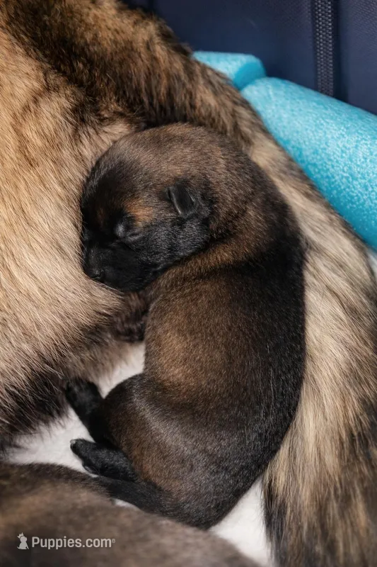 Meet Squirrel – Female Belgian Malinois 🩷 – Belgian Malinois puppy for sale in Keller, TX