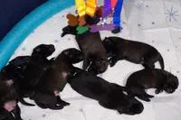 Meet Squirrel – Female Belgian Malinois 🩷, a female Belgian Malinois for sale in Keller, TX – Photo 7 of 10