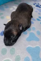 Meet Squirrel – Female Belgian Malinois 🩷, a female Belgian Malinois for sale in Keller, TX – Photo 3 of 10