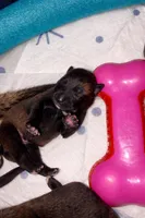 Meet Squirrel – Female Belgian Malinois 🩷, a female Belgian Malinois for sale in Keller, TX – Photo 2 of 10