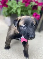 Meet Nova – Female AKC Belgian Malinois 🩷🐾, a female Belgian Malinois for sale in Keller, TX – Photo 6 of 10