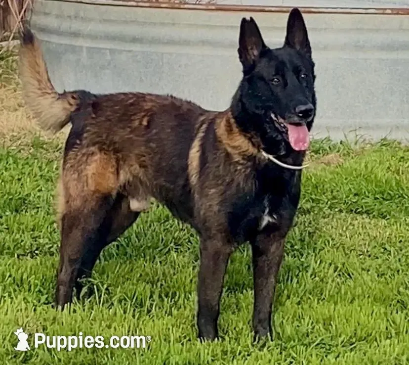 Meet Squirrel – Female Belgian Malinois 🩷, a female Belgian Malinois for sale in Keller, TX – Photo 10 of 10