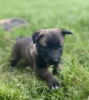 Meet Nova – Female AKC Belgian Malinois 🩷🐾, a female Belgian Malinois for sale in Keller, TX – Photo 4 of 10
