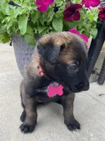 Meet Nova – Female AKC Belgian Malinois 🩷🐾, a female Belgian Malinois for sale in Keller, TX – Photo 7 of 10