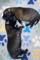 Meet Squirrel – Female Belgian Malinois 🩷, a female Belgian Malinois for sale in Keller, TX – Photo 4 of 10