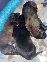 AKC BOY 5 💛🐾, a male Belgian Malinois for sale in Keller, TX – Photo 7 of 9