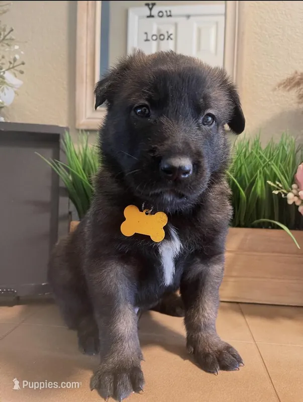 Meet Axel - Male AKC Belgian Malinois 💛🐾 – Belgian Malinois puppy for sale in Keller, TX