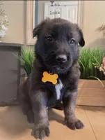 Meet Axel - Male AKC Belgian Malinois 💛🐾, a male Belgian Malinois for sale in Keller, TX – Photo 1 of 10