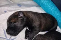 AKC BOY 5 💛🐾, a male Belgian Malinois for sale in Keller, TX – Photo 2 of 9