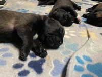 Meet Axel - Male AKC Belgian Malinois 💛🐾, a male Belgian Malinois for sale in Keller, TX – Photo 5 of 10