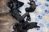 AKC BOY 5 💛🐾, a male Belgian Malinois for sale in Keller, TX – Photo 6 of 9