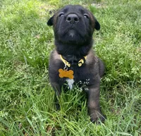 Meet Axel - Male AKC Belgian Malinois 💛🐾, a male Belgian Malinois for sale in Keller, TX – Photo 3 of 10